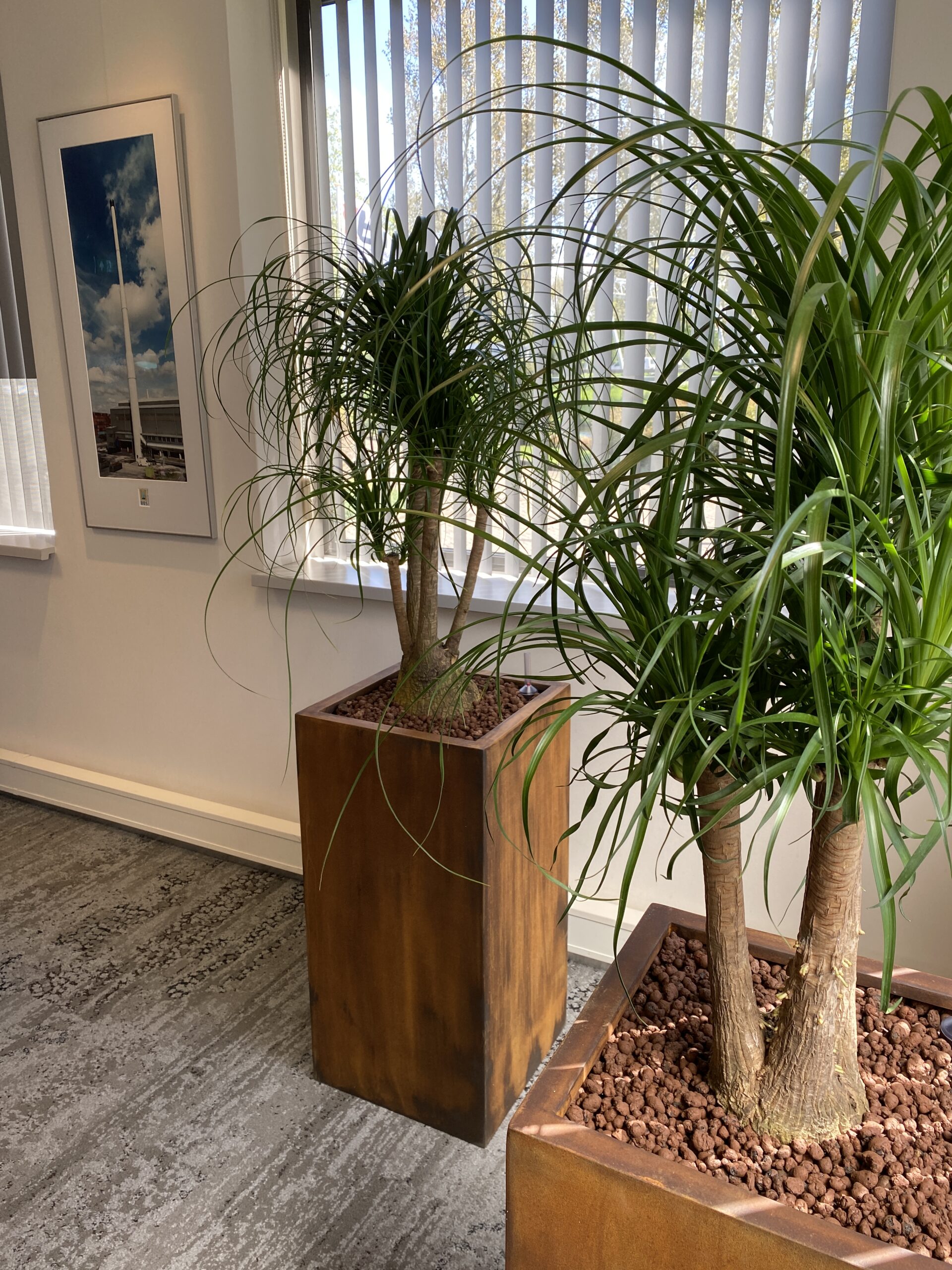 Kantoorbeplanting